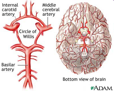 Circle of Willis.png